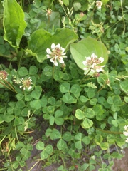 Trifolium repens