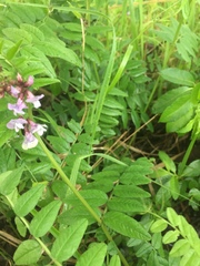 Vicia sepium