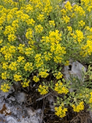 Odontarrhena obtusifolia