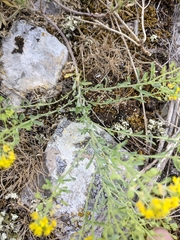 Odontarrhena obtusifolia