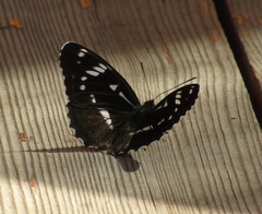 Limenitis helmanni