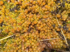 Sphagnum cyclophyllum