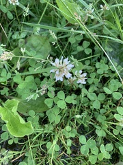 Trifolium repens