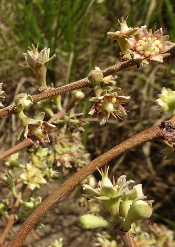 Byrsanthus brownii