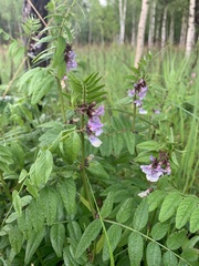 Vicia sepium
