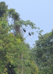 Rhyticeros undulatus