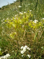 Peltaria angustifolia