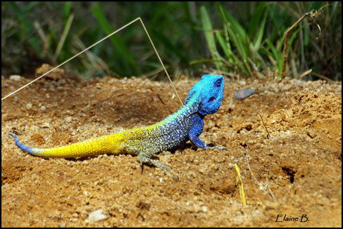 Southern Tree Agama, photo 6 of 10