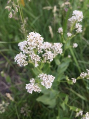 Lepidium latifolium