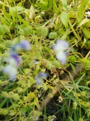 Veronica anagalloides