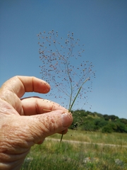 Antinoria insularis