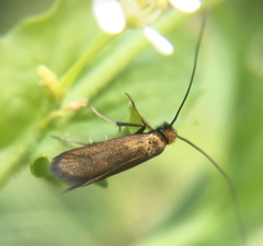 Cauchas rufimitrella