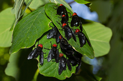 Bromophila caffra