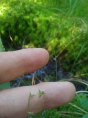 Carex atlantica