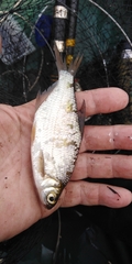 Blicca bjoerkna