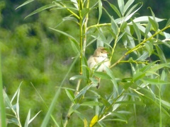 Acrocephalus scirpaceus