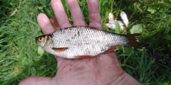 Blicca bjoerkna