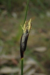 Ptilothrix deusta