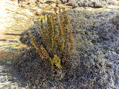 Anemia vestita