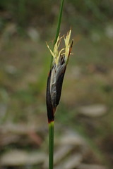 Ptilothrix deusta