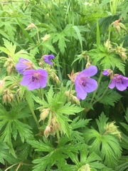 Geranium pratense