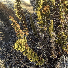Anemia vestita