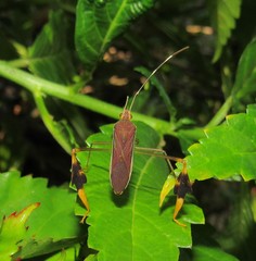 Anisoscelis marginellus