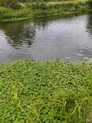 Hydrocotyle ranunculoides