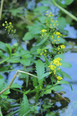 Rorippa amphibia