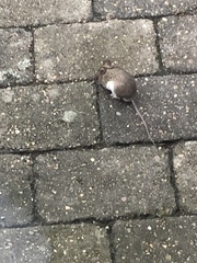 Apodemus flavicollis