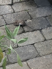 Apodemus flavicollis