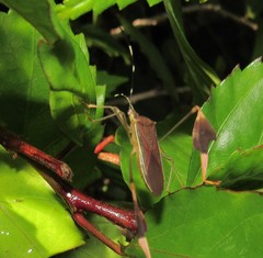 Anisoscelis marginellus