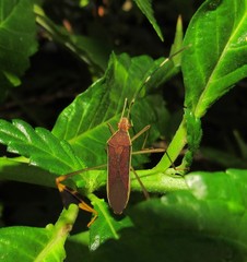 Anisoscelis marginellus