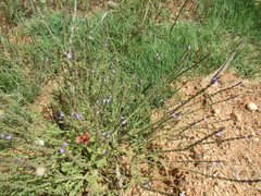 Verbena plicata