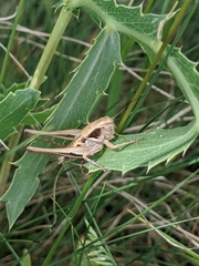 Platycleis grisea