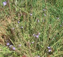 Verbena plicata