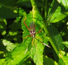 Holhymenia histrio