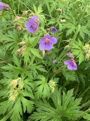 Geranium pratense