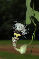 Aristolochia surinamensis
