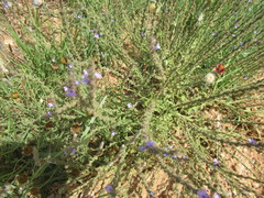 Verbena plicata