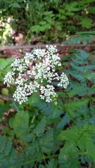 Chaerophyllum aureum