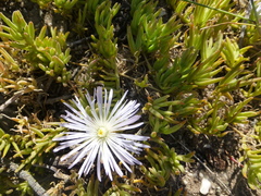 Mesembryanthemum canaliculatum
