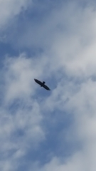 Haliaeetus leucocephalus