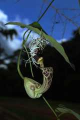 Aristolochia surinamensis