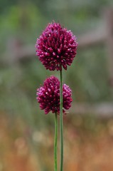 Allium sphaerocephalon