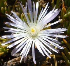 Mesembryanthemum canaliculatum