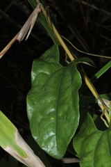 Aristolochia surinamensis
