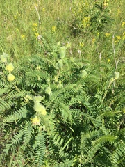 Astragalus alopecurus