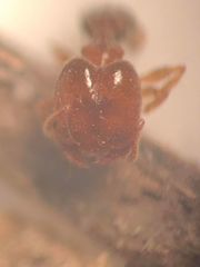 Pheidole bicarinata
