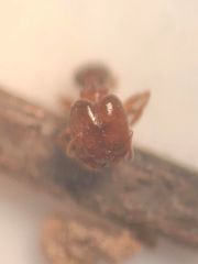 Pheidole bicarinata
